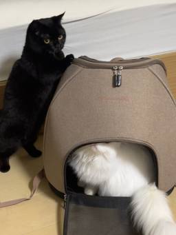 記事のアイキャッチ画像